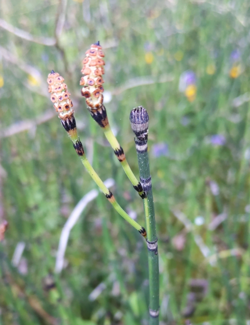 horsetail