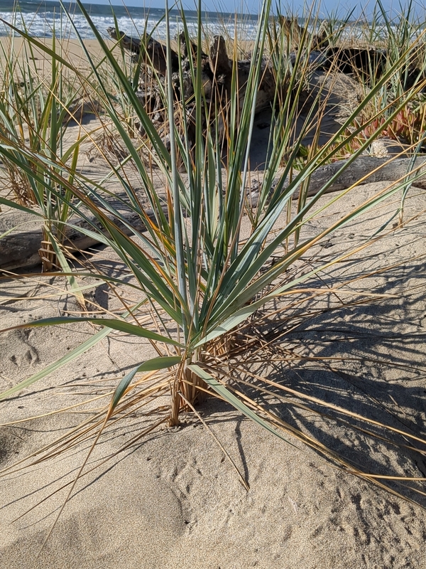 sea lyme-grass